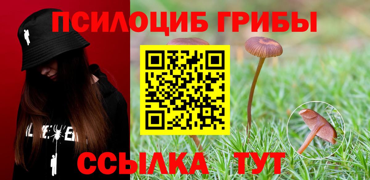 Галлюциногенные грибы Psilocybe Строитель